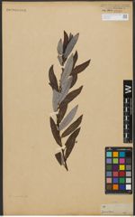 Foto von Salix L.